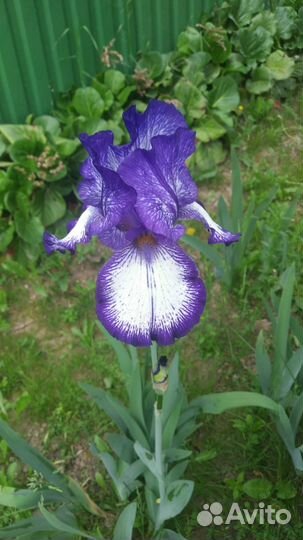 Ирис