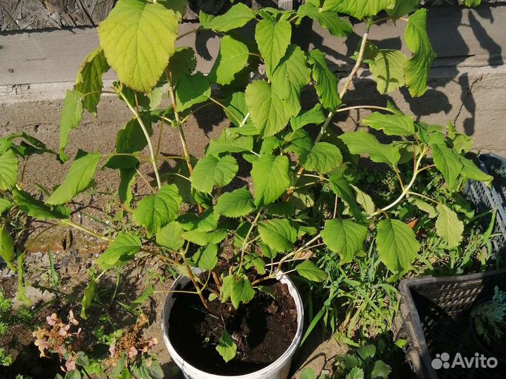 Цветущие кустарники, гортензии