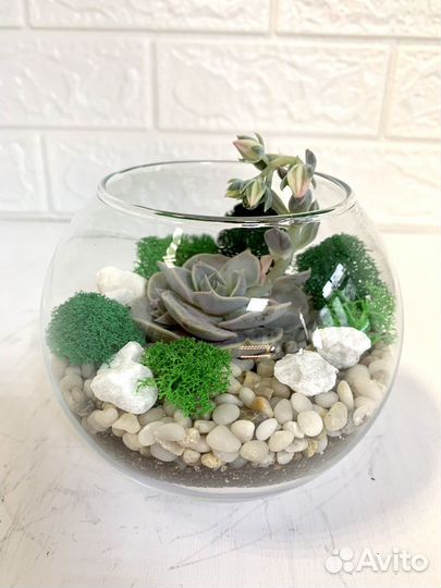 Флорариум подарок