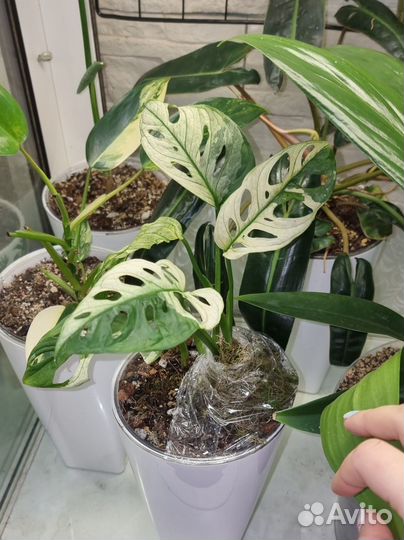 Монстера альба, еллоу и др.комнатные растения