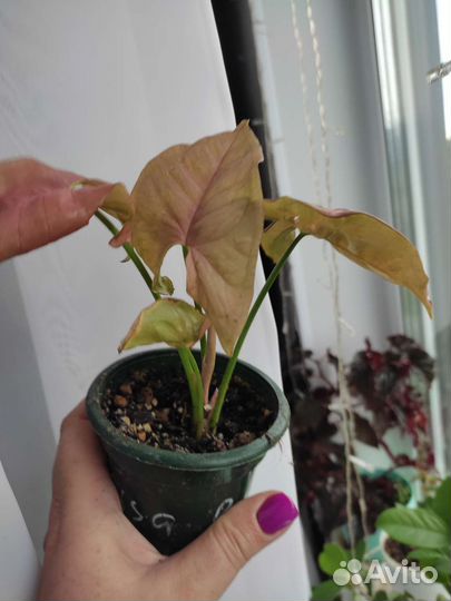 Сингониум ред харт