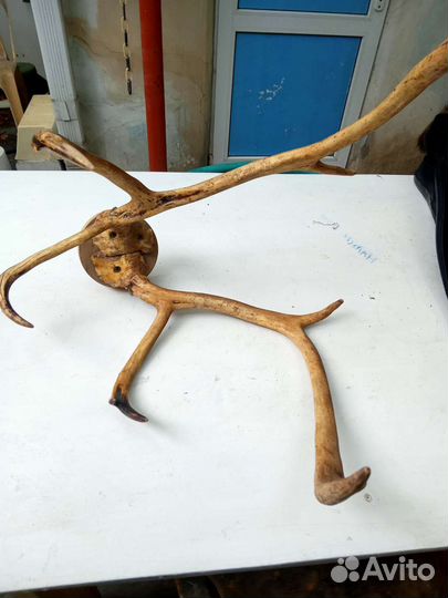 Рога оленя или лося