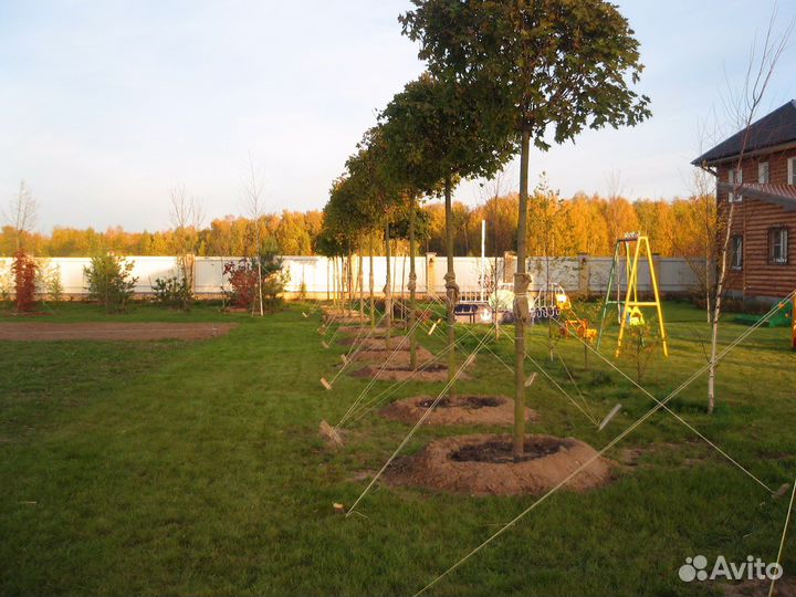 Посадка деревьев и кустарников