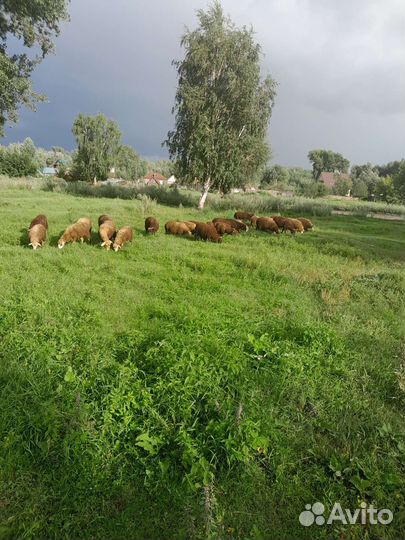 Продам овец