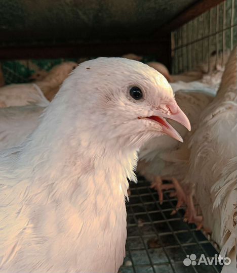 Яйца перепелиные домашние