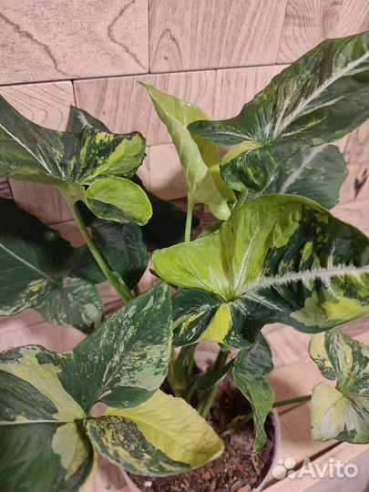 Сингониум яичница