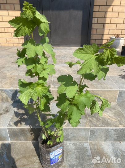 Саженцы черной и красной смородины, черевишня