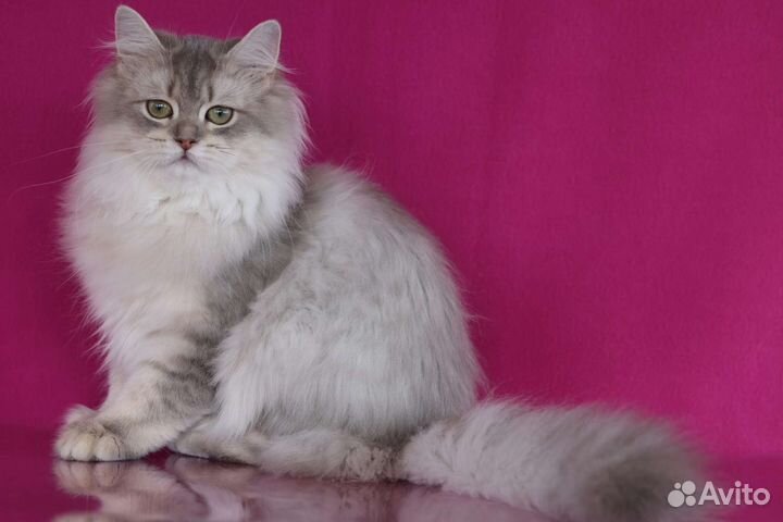 Британская золотая шиншилла