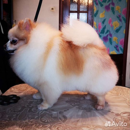 Грумер (Стрижка собак и кошек), Зеленоград