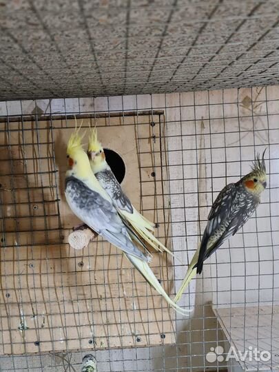 Попугай карелла