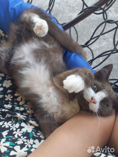 Кошка и котята в добрые руки