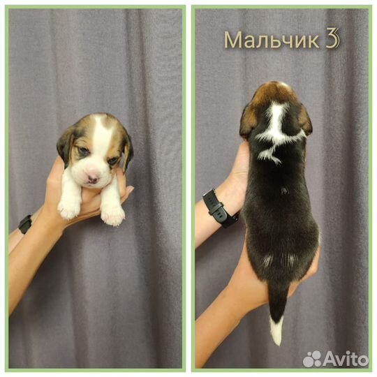 Щенки бигля