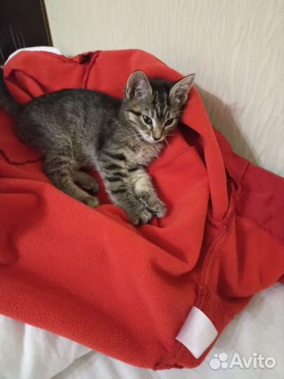 Тигрули красатули