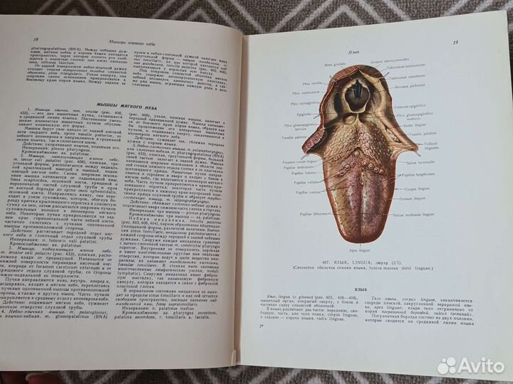 Атлас анатомии человека Синельников