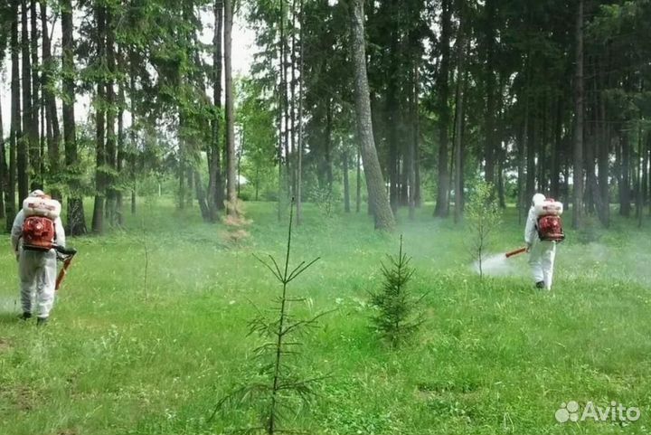 Уничтожение клопов тараканов грызунов блох плесени