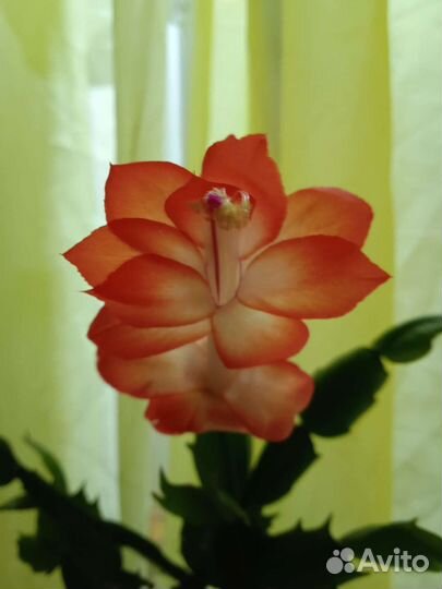 Комнатные цветы