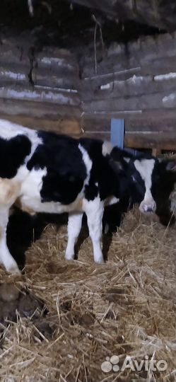 Продается бычок