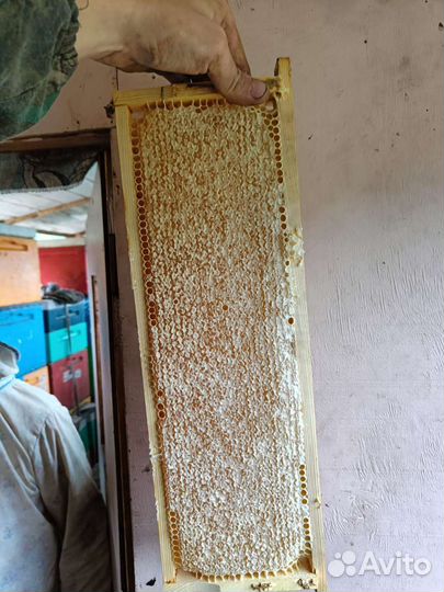 Липовый мед в сотах