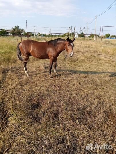 Лошади жеребята