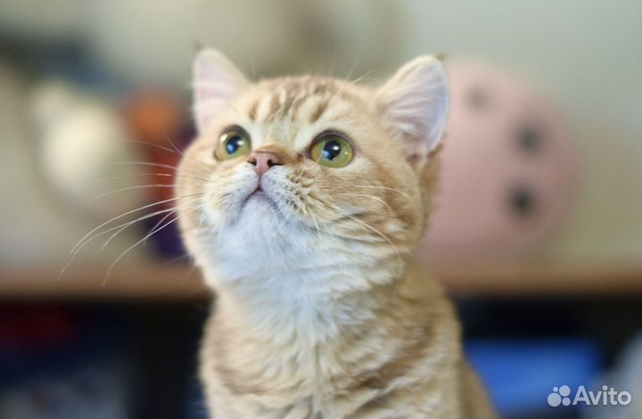 Красивый котик скоттиш-страйт