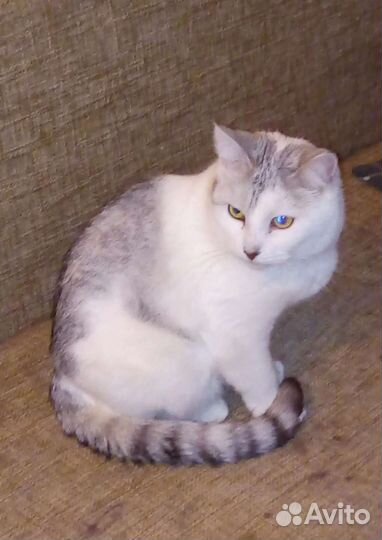 Кисам нужен дом. На передержке