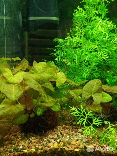 Аквариумные растения, вабикусы