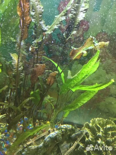 Аквариумное растение
