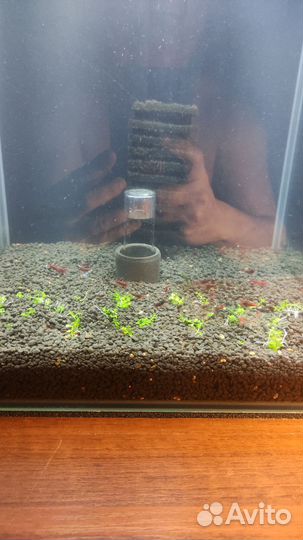 Аквариумные Креветки Ruby Red