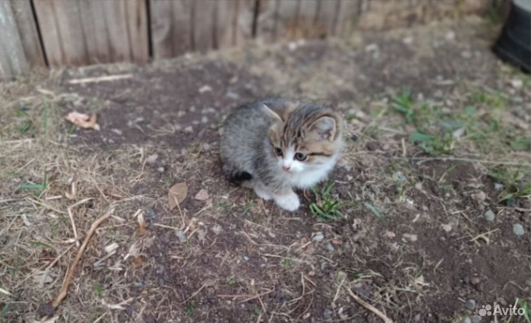 Котята в добрые руки бесплатно