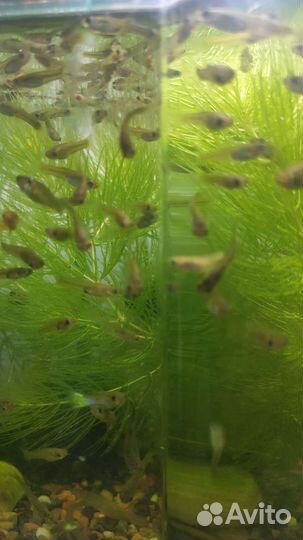 Аквариумные рыбки отдам бесплатно