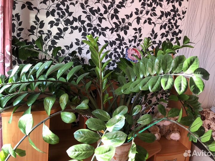Продам цветы комнатные