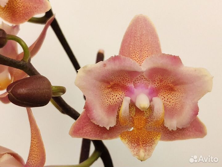 Орхидея фаленопсис бабочка Orange aroma