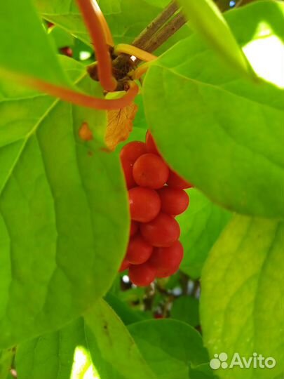 Лимонник китайский саженцы