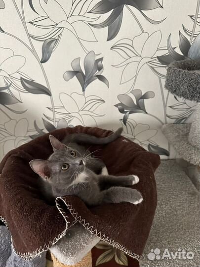 Котята в добрые руки бесплатно