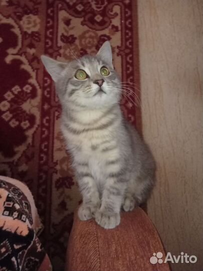 Шотландская