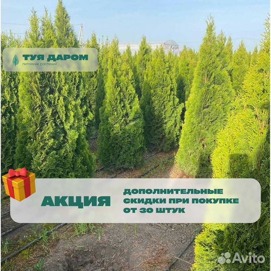 Туя 150 см