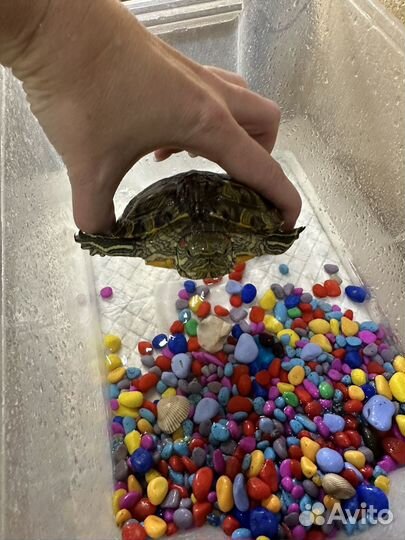 Черепаха красноухая