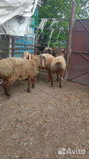 Баранчики на племя 4,5 месяца
