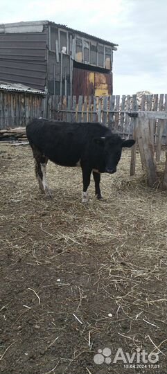 Быки, телка