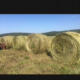 Сено луговое