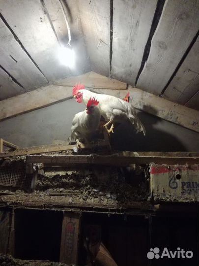 Молодые петухи