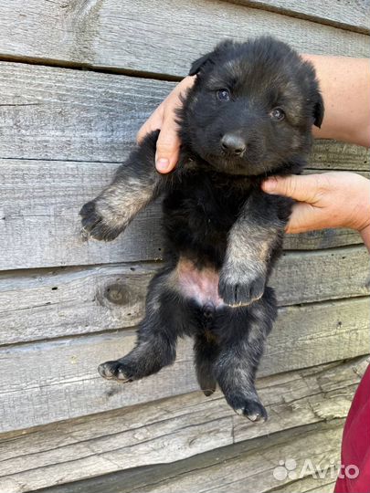 Щенки немецкой овчарки