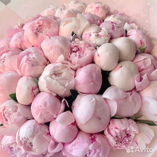 Пионы с доставкой