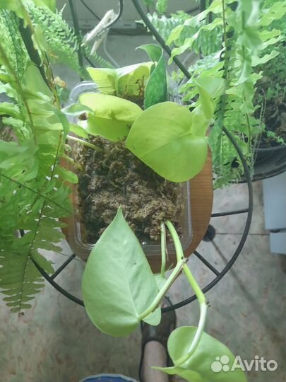 Сциндапсус