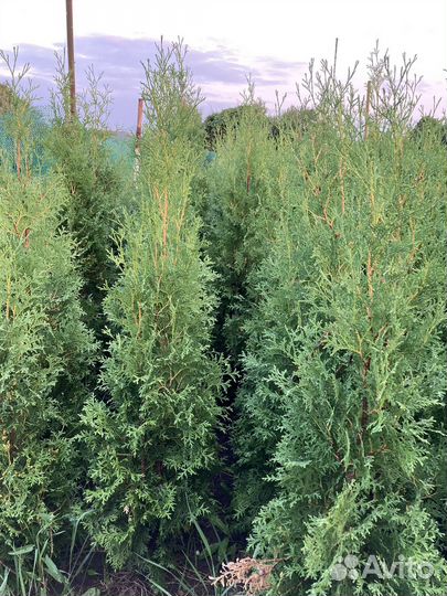 Туи колумна