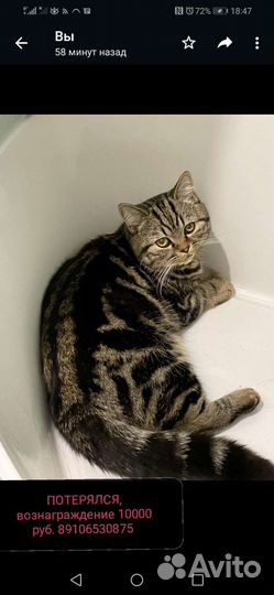 Кот шотладский