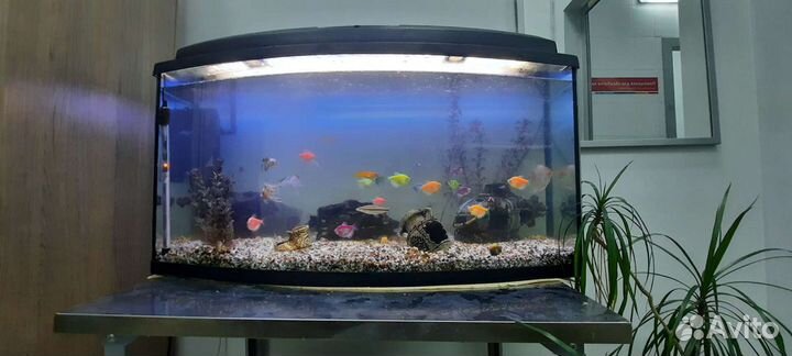 Установка, запуск и Чистка Аквариумов