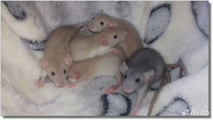 Крысята Дамбо. Крысы окрас янтарь и голубой