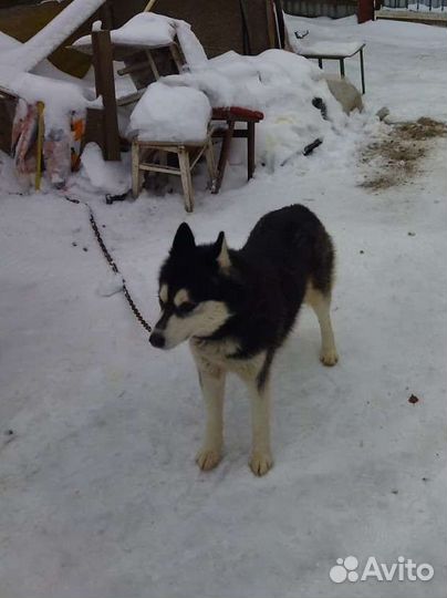 Хаски в добрые руки