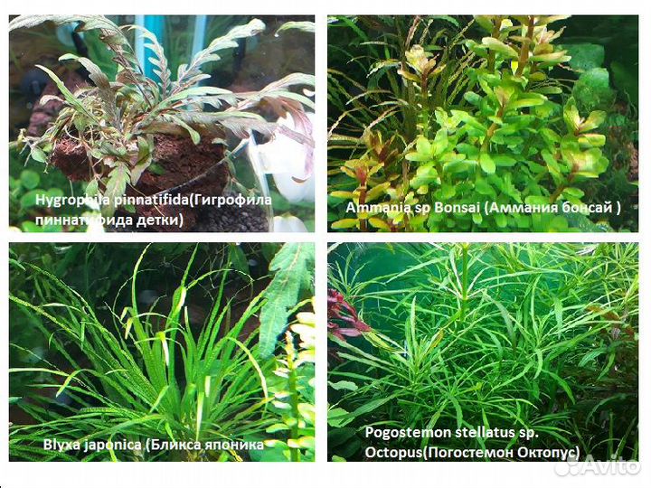 Анубиасы, ротала,лудвигия,погостемон и т.д